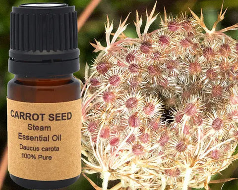 Carrot Seed Essential Oil 15ml Yellow Poppy