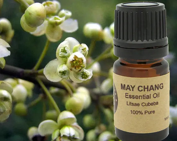 May Chang Essential Oil  15ml Yellow Poppy