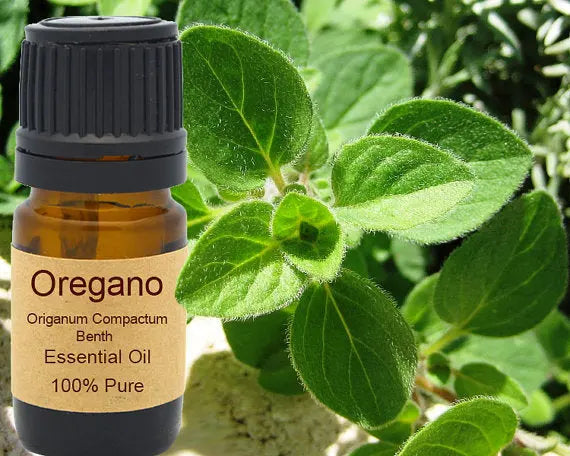 Oregano Essential Oil Organic 15ml Yellow Poppy